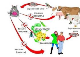 Prečo je potrebné očkovať mačku proti toxoplazmóze Očkovanie proti toxoplazmóze pre mačky