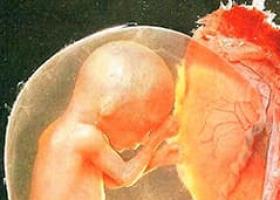 Pocity ženy ve čtvrtém měsíci těhotenství, velikost břicha a vývoj plodu, možné komplikace Jak vypadá 4měsíční dítě v žaludku?