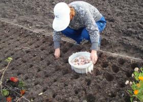 Plantarea usturoiului toamna înainte de iarnă - când să plantezi?